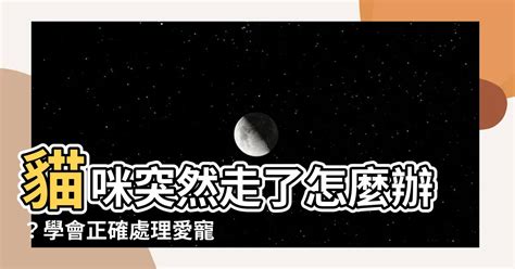 貓死了怎麼處理|【貓死了怎麼處理】流浪貓走了，怎麼辦？政府民間攜手，送牠們。